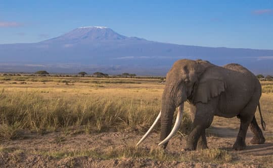 Amboseli National Park